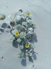 Arctotheca populifolia