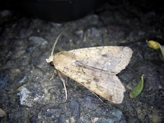 Diarsia deparca