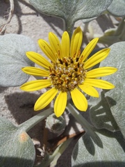 Arctotheca populifolia