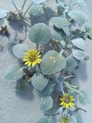 Arctotheca populifolia