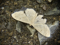 Idaea trisetata