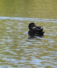 Anas rubripes × platyrhynchos
