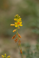 Hoffmannseggia oxycarpa