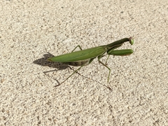Mantis religiosa