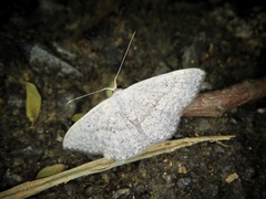 Scopula epiorrhoe