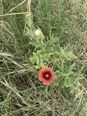 Gaillardia amblyodon