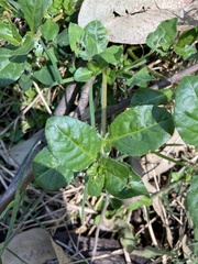 Alternanthera pungens