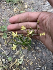 Triteleia ixioides scabra