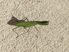 Mantis religiosa