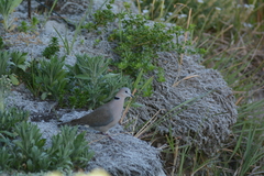 Streptopelia capicola
