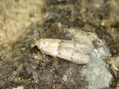 Blastobasis sprotundalis