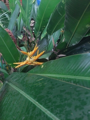 Heliconia latispatha