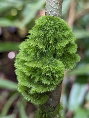 Coenogonium implexum