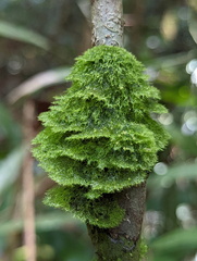 Coenogonium implexum