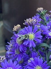 Bombus impatiens