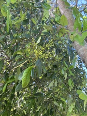 Cupaniopsis anacardioides