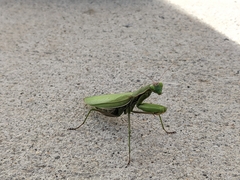 Mantis religiosa