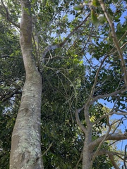 Cupaniopsis anacardioides