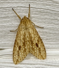 Phaegopterina
