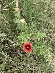 Gaillardia amblyodon