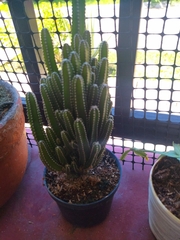Euphorbia trigona