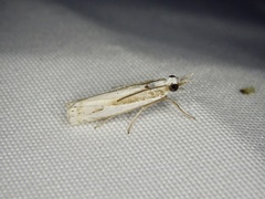 Crambus pseudargyrophorus