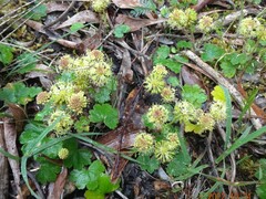 Hydrocotyle laxiflora