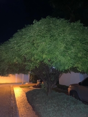 Vitex agnus-castus