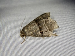 Ozarba punctigera