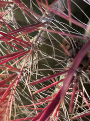 Ferocactus gracilis coloratus