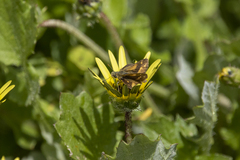 Taractrocera papyria