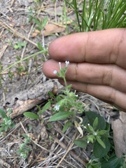 Allophyllum integrifolium