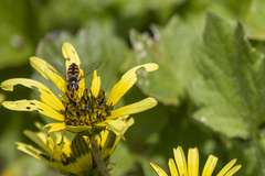 Melangyna viridiceps