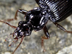Pristosia