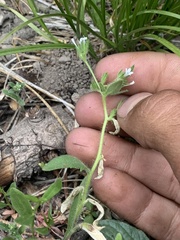 Allophyllum integrifolium