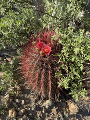 Ferocactus gracilis coloratus