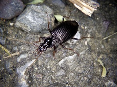 Pristosia