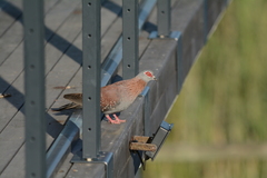 Columba guinea