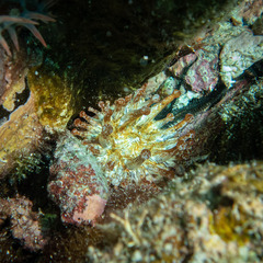 Telmatactis panamensis