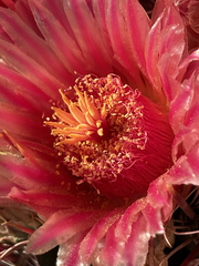 Ferocactus gracilis