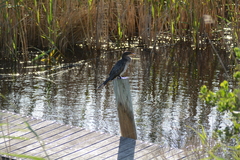 Microcarbo africanus