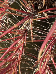 Ferocactus gracilis