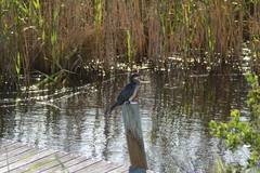 Microcarbo africanus