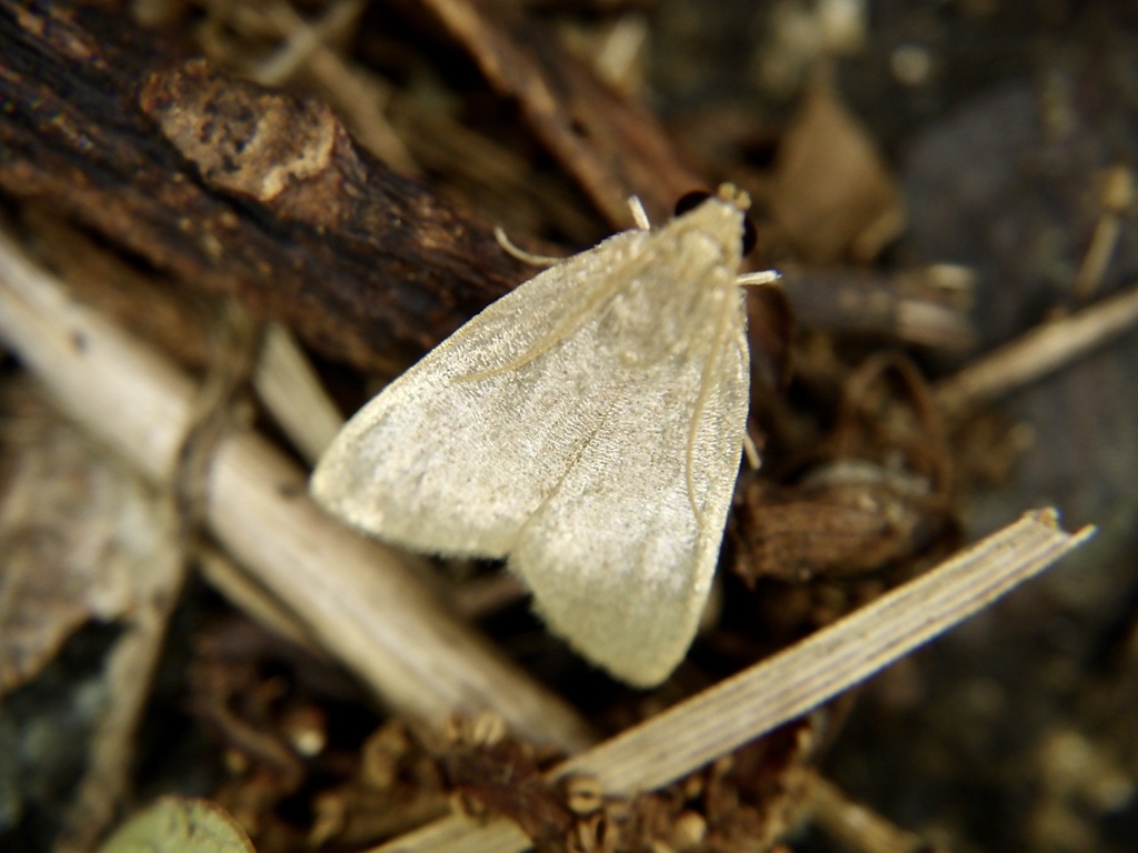 Bostra mirifica