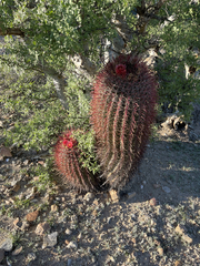 Ferocactus gracilis