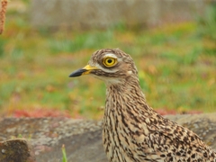 Burhinus capensis capensis