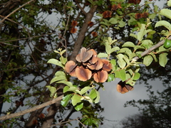 Combretum hereroense