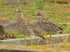 Burhinus capensis capensis