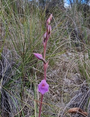 Thelymitra ixioides
