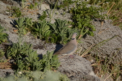 Streptopelia capicola